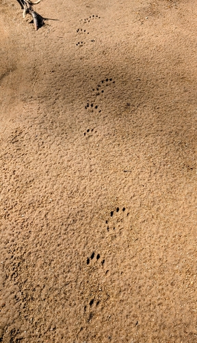 North American River Otter photographed in Missouri