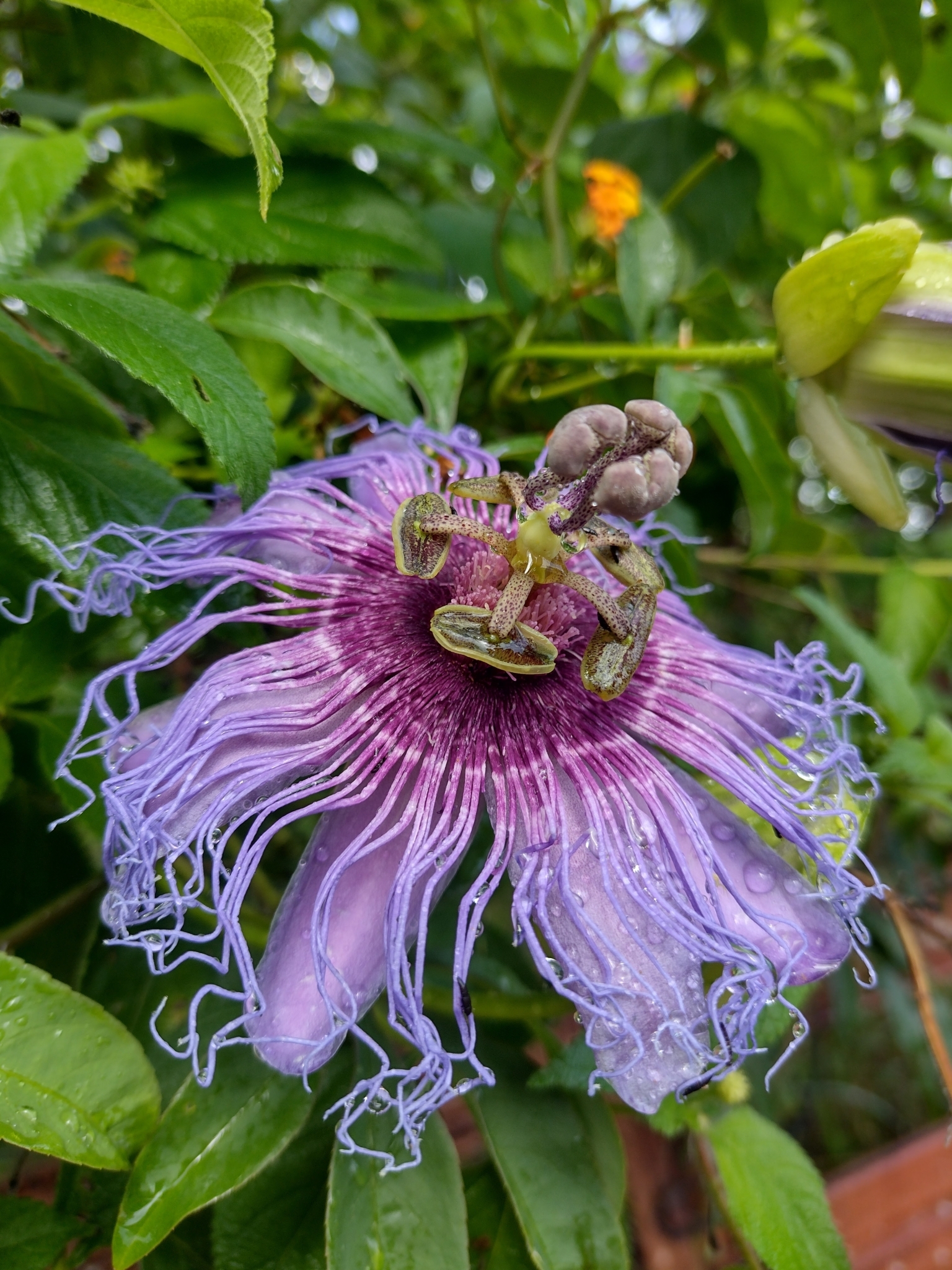 Passiflora cincinnata