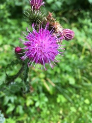 Carduus crispus
