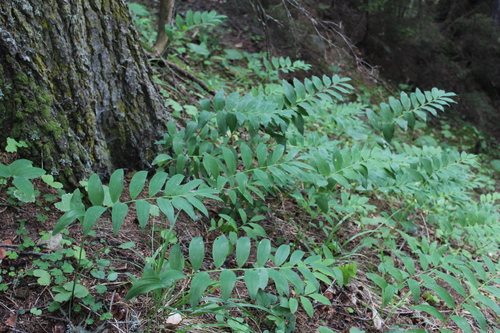 Polygonatum orientale (Polygonatum orientale)