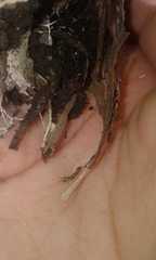 Synemosyna aurantiaca