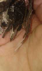 Synemosyna aurantiaca