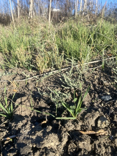 iNaturalist observation photo of Alkali Weed