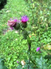 Carduus crispus