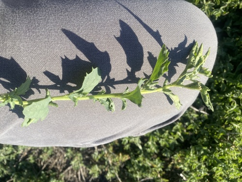 iNaturalist observation photo of sprawling saltbush