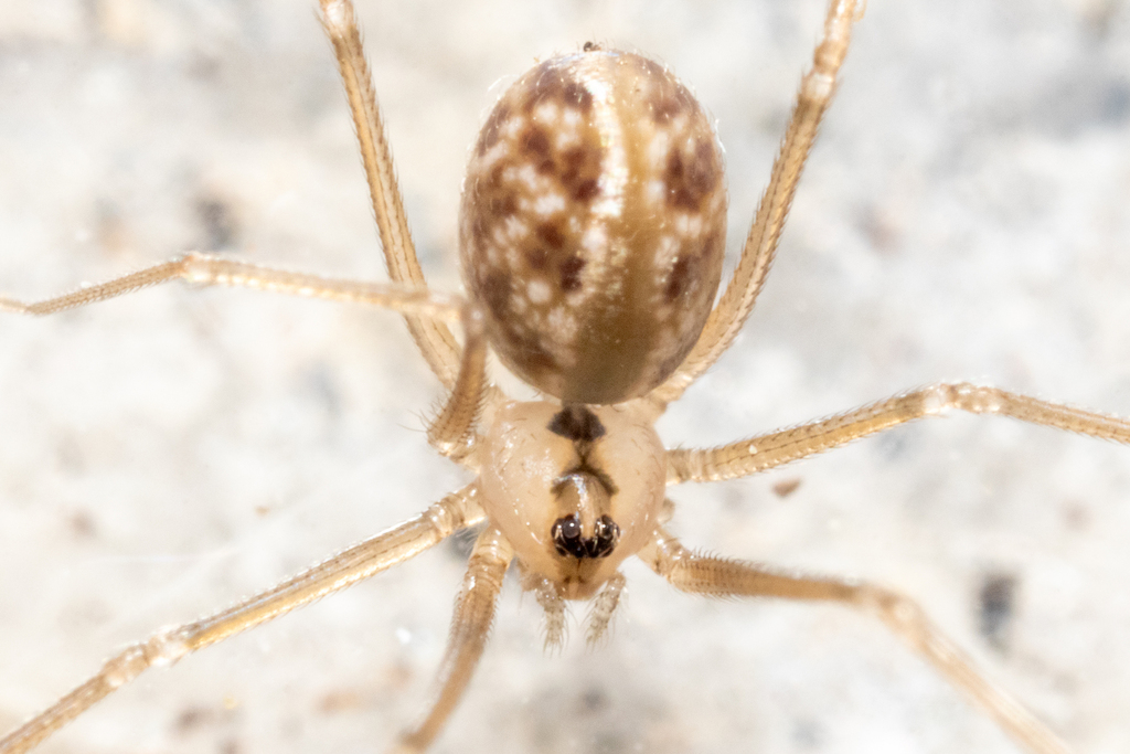 Cellar Spider