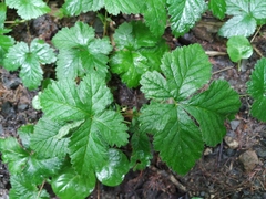 Rubus humulifolius