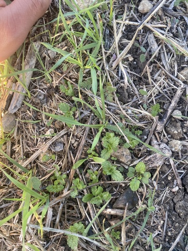 iNaturalist observation photo of Dwarf Nettle