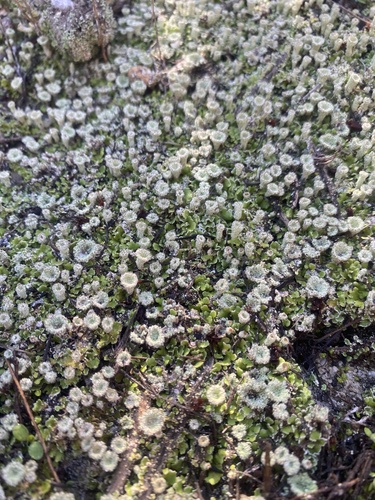 iNaturalist observation photo of pixie cup and reindeer lichens