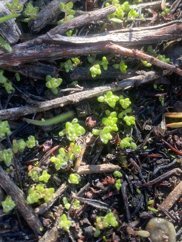 iNaturalist observation photo of sand pygmyweed