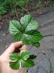 Rubus humulifolius