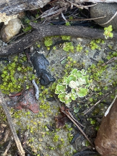 iNaturalist observation photo of Frillworts