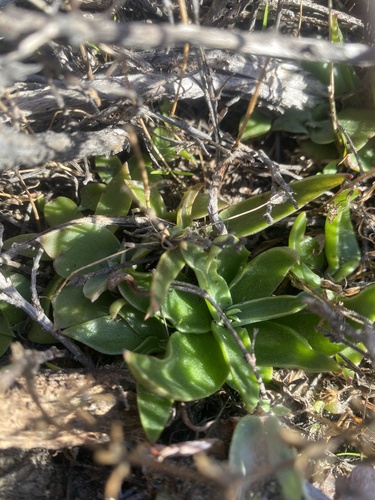 iNaturalist observation photo of lanceleaf liveforever