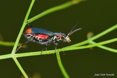 Malachius lusitanicus
