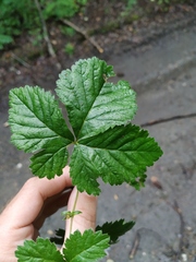 Rubus humulifolius