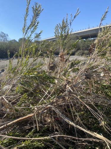 iNaturalist observation photo of weeping bottlebrush