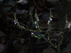 Justicia wynaadensis