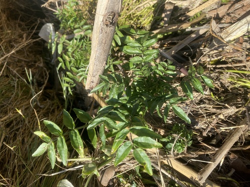 iNaturalist observation photo of watercress