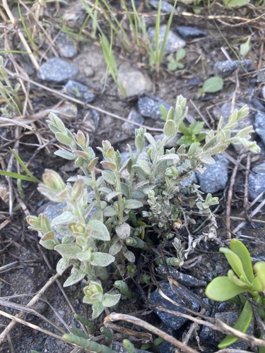 iNaturalist observation photo of Alkali Weed