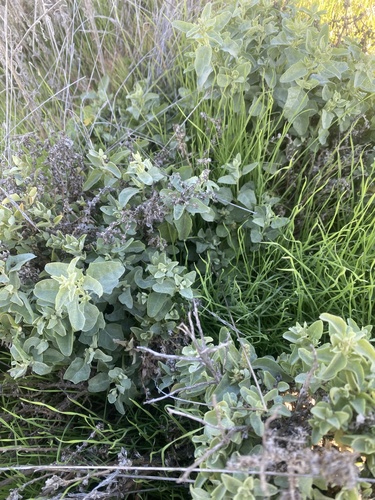 iNaturalist observation photo of big saltbush