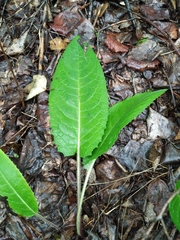 Saussurea dubia