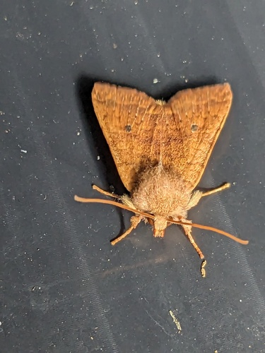 Bicolored Sallow photo 3