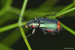 Malachius lusitanicus