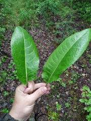 Saussurea dubia