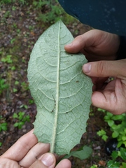 Saussurea dubia