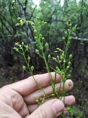Rorippa barbareifolia