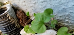 Bufotes viridis