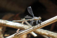 Austroargiolestes calcaris