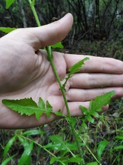 Rorippa barbareifolia