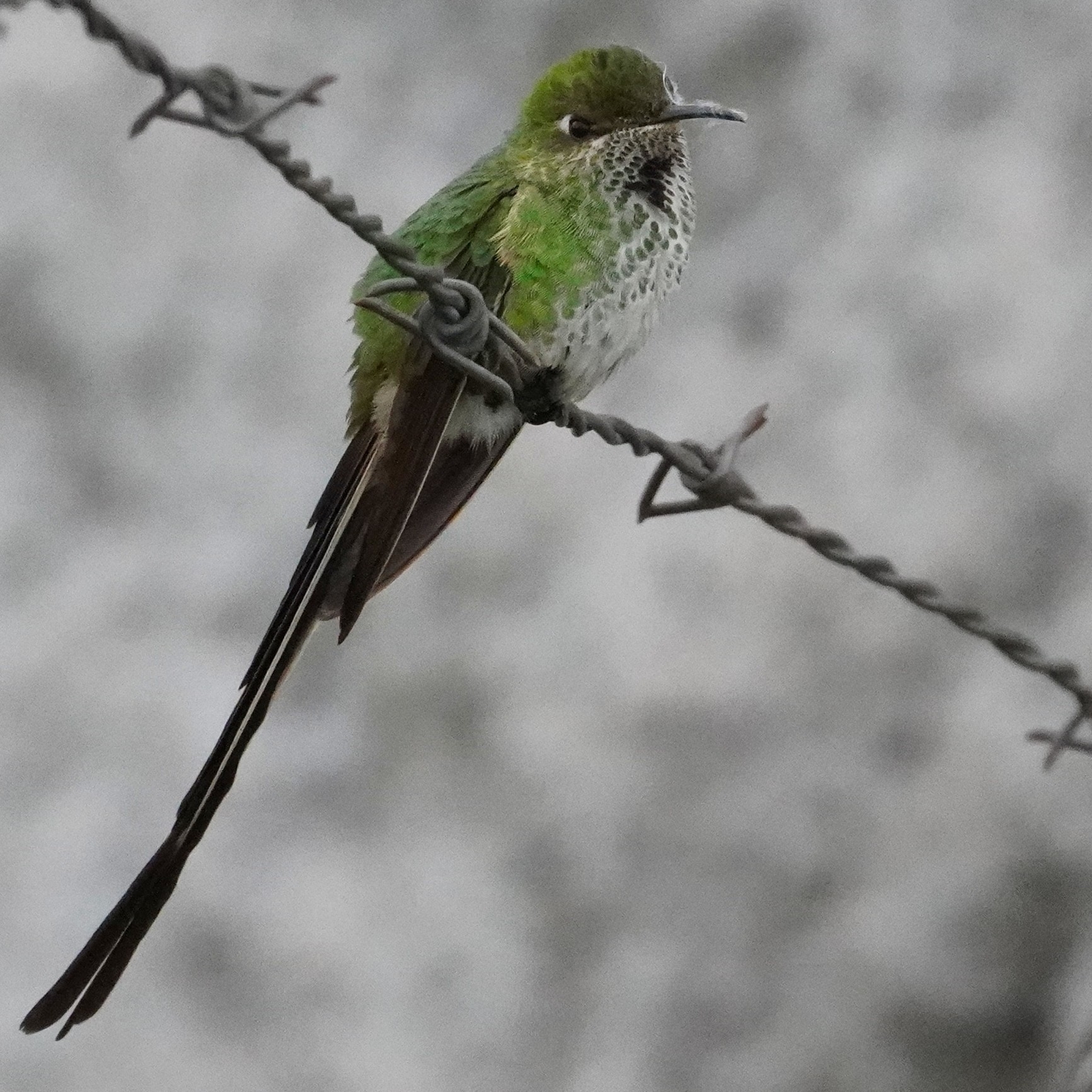 Black-tailed Trainbearer (Lesbia victoriae), photo 4