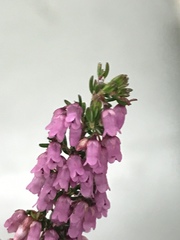 Erica intervallaris
