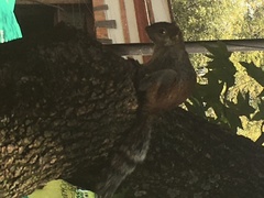 Sciurus aureogaster