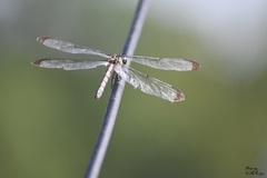 Libellula vibrans