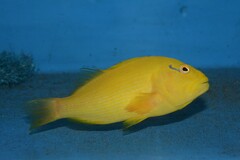Golden Hawkfish photo 2