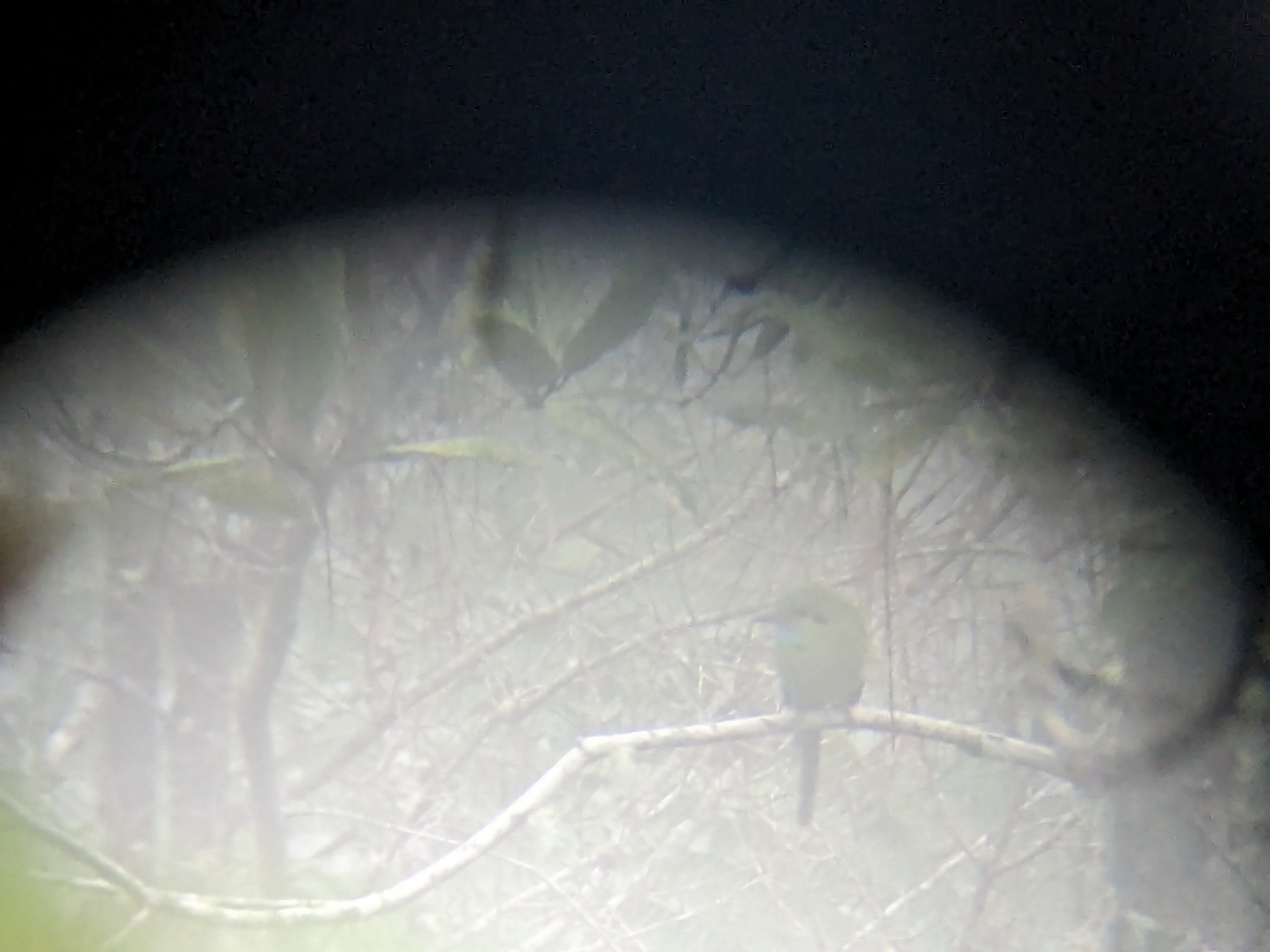 Blue-throated Motmot (Aspatha gularis), photo 9