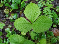 Fragaria mandshurica