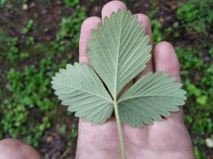 Fragaria mandshurica