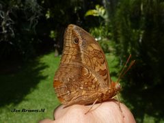 Opsiphanes boisduvallii