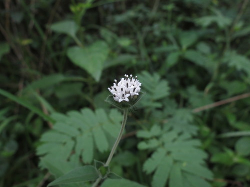 Image of Lagascea mollis by no rights reserved