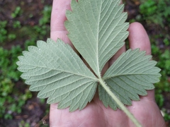 Fragaria mandshurica