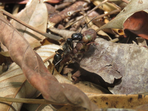 Dinoponera nicinhaDinoponera nicinha