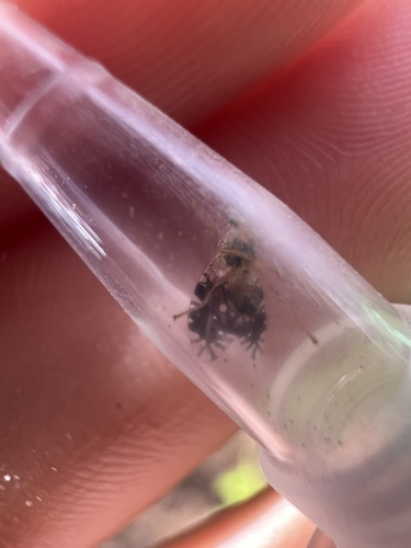 Tetreuaresta obscuriventris observed 2025-02-24