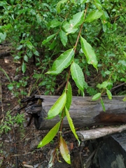 Salix taraikensis