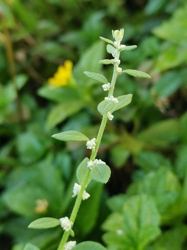 Image of Mountain Knotgrass (Ouret lanata) by (c) Darren Obbard, some rights reserved (CC BY)