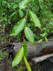 Salix taraikensis