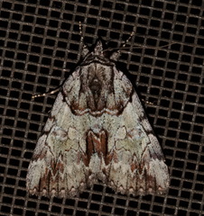 Catocala praeclara